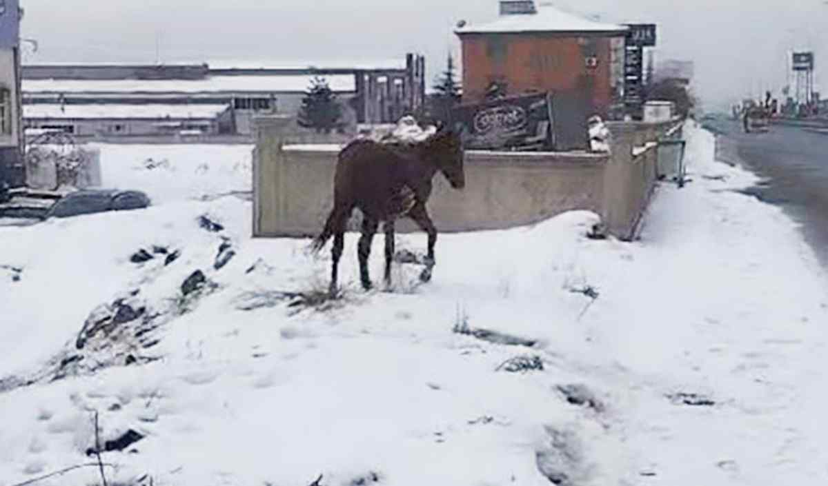 Kayseri Osb Yılkı Atını Bakın Nasıl Kurtardı (4)