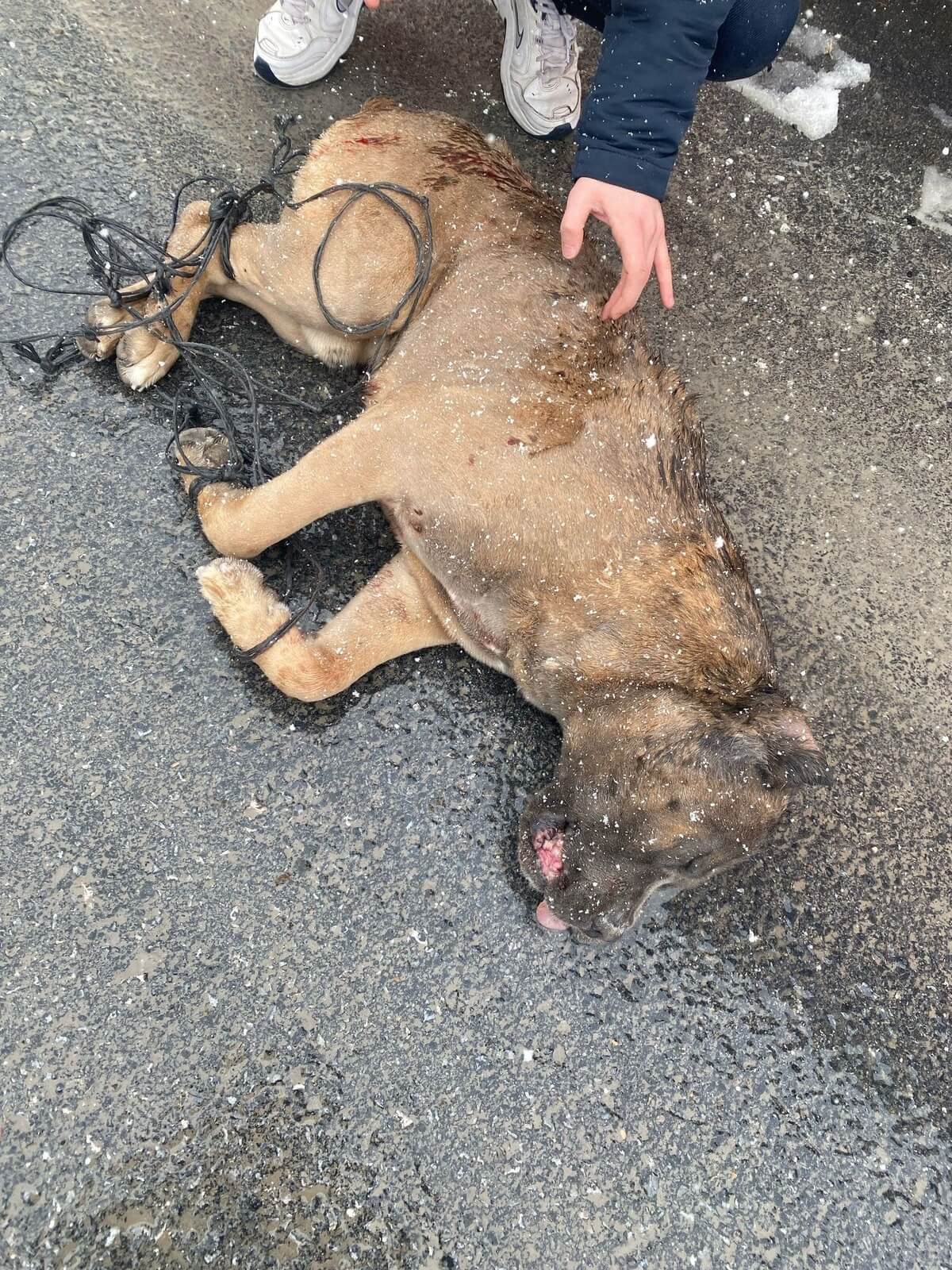 Kayseri’de ayakları bağlanan köpek silahla vahşice katledildi!