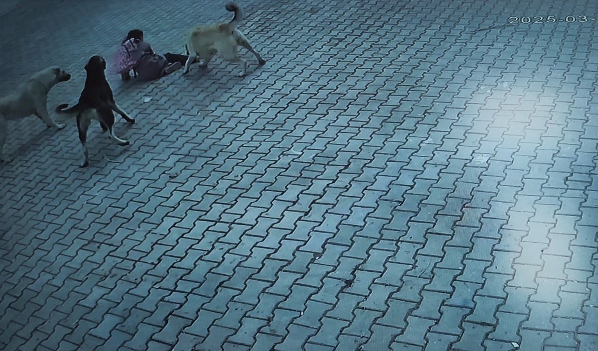 10 Yaşındaki Kız Çocuğu Sokak Köpeklerinin Saldırısına Uğradı! (1)
