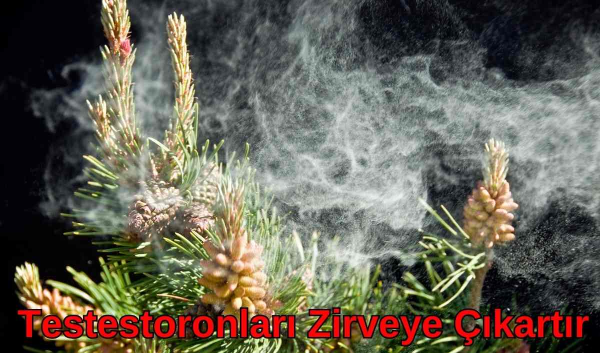 Çam Poleni:
Erkeklerde ana androjen hormonunu içeren Çam Poleni, Androstendion, Testosteron (DHEA), Androsteron ve Androjen hormonları barındırmasıyla mucizevi bir bitkidir. Vücudun sindirmeye başladığı andan itibaren libido ve istek konusunda büyük bir değişime geçmeye yarayan Çam Poleni, testosteron seviyelerini bir an da zirveye çıkartabilir.