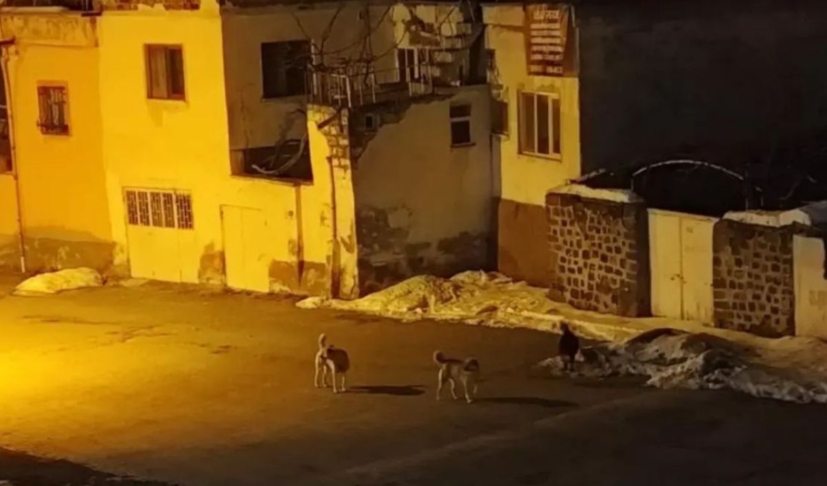 Hacılar Başıboş Köpek (3)