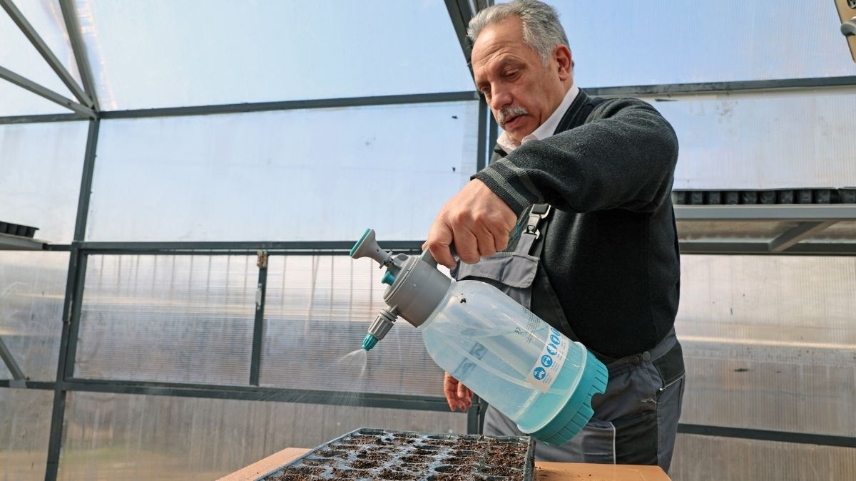 Talas Tohumlar Toprakla Buşuştu (2)
