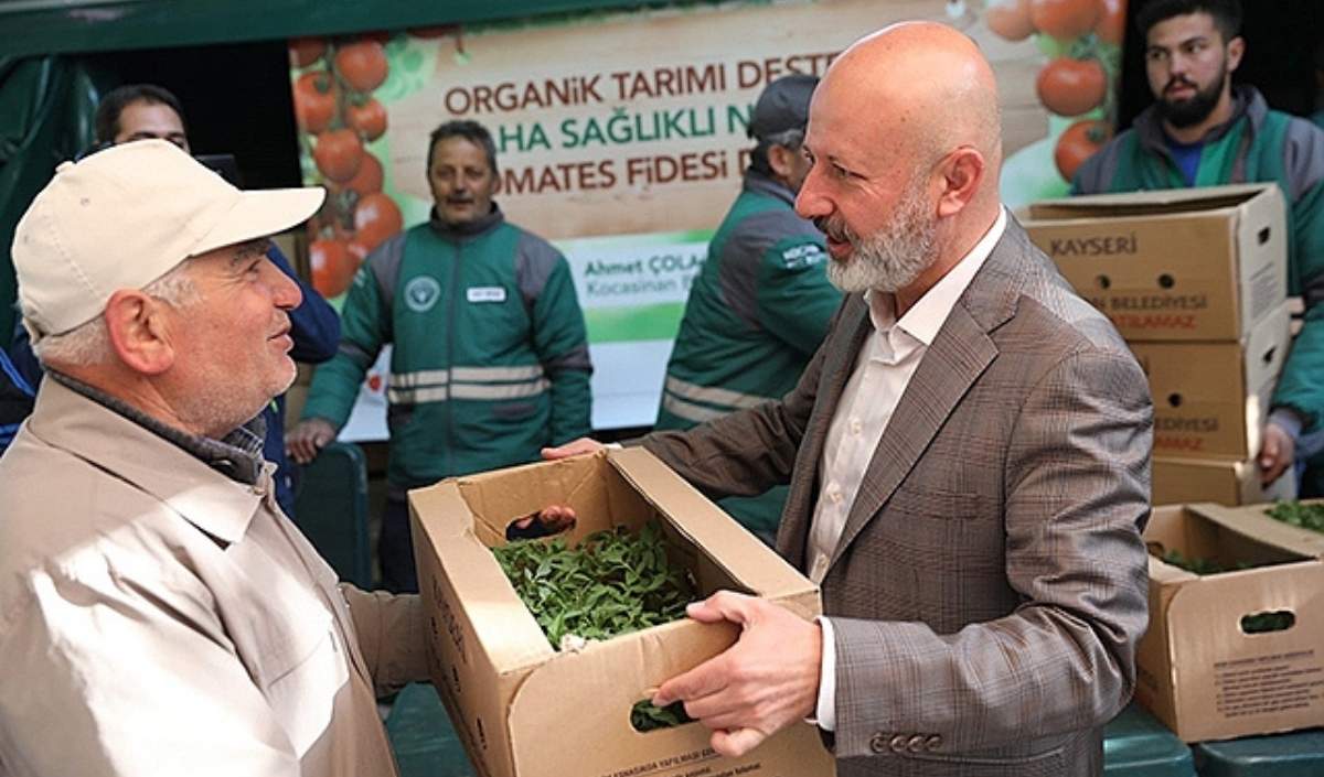 Kocasinan Belediyesi domates fidesi