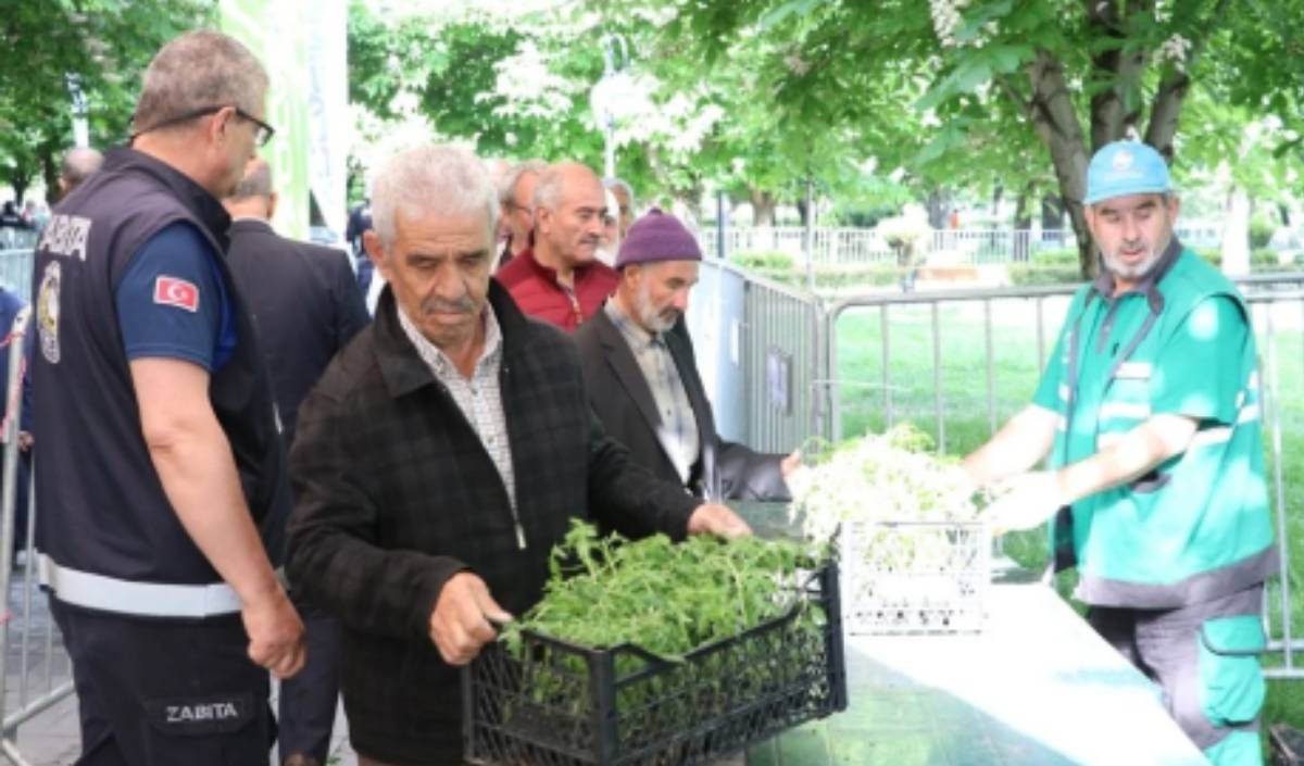 Kocasinan Belediyesi domates fidesi