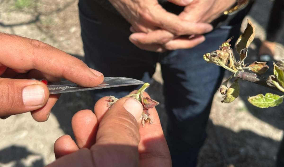 Zirai Don Elma Ağaçları