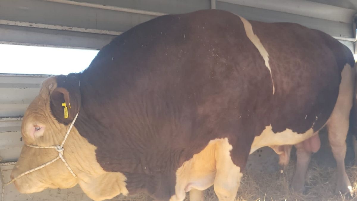 1,7 Tonluk Şampiyon Boğa Kayseri’den Yola Çıktı! Bakın Hangi Şehre Satıldı (1)