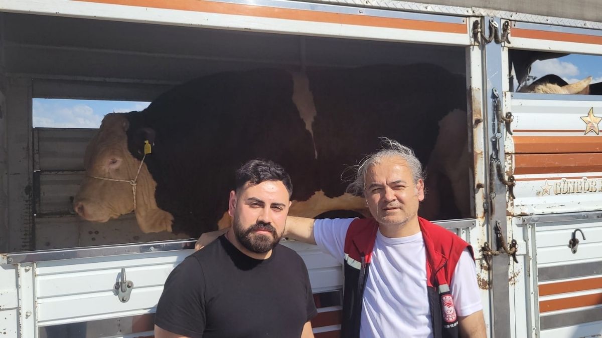 1,7 Tonluk Şampiyon Boğa Kayseri’den Yola Çıktı! Bakın Hangi Şehre Satıldı (2)