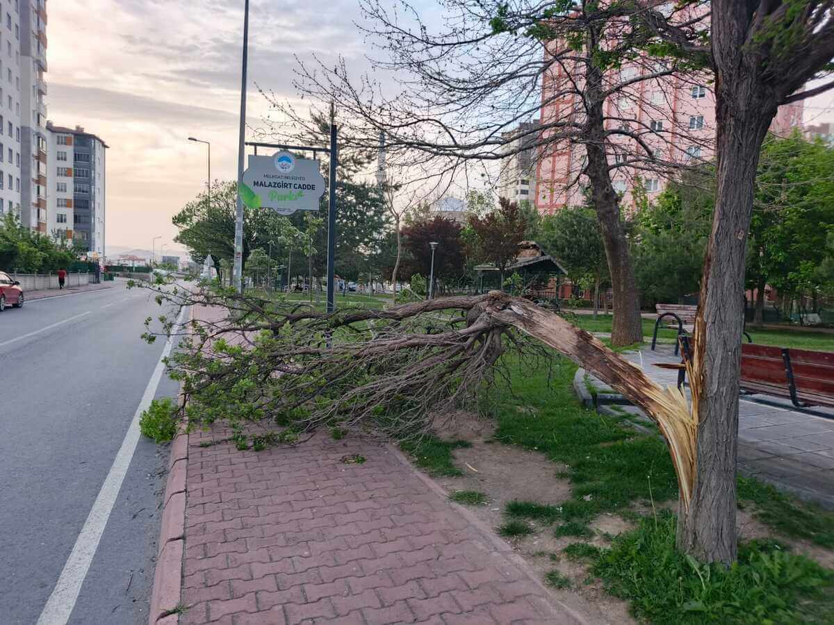ağaç sökülme