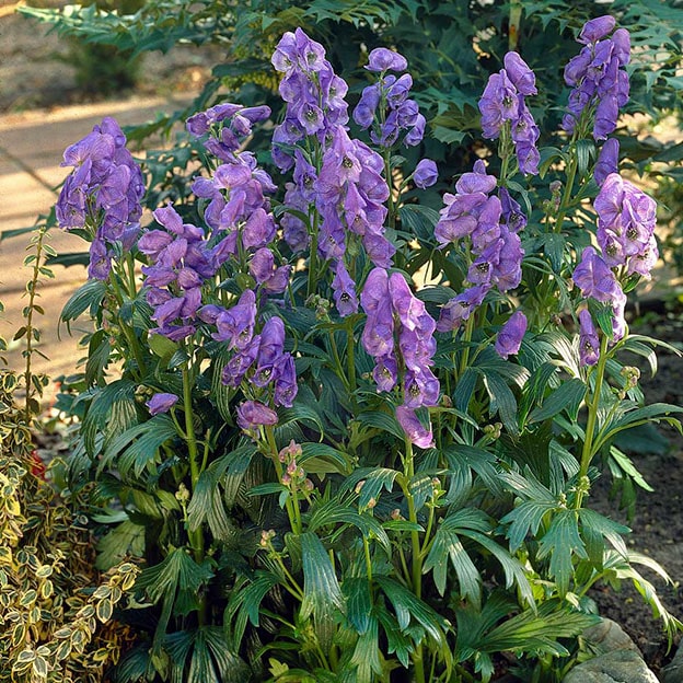 Aconitum (Kurtboğan)
Mor veya mavi çiçekleriyle serin iklimlerde yetişen bu bitki, merkezi sinir sistemine zarar veren ölümcül toksinler içerir. Tıbbi kullanımı doktor kontrolünde olsa da, yanlışlıkla tüketimi felç ve kalp durması gibi sonuçlar doğurabilir.