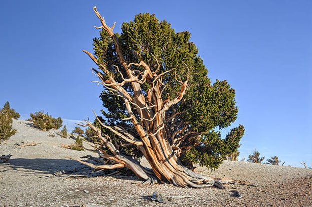 Bristlecone Çamı
Bristlecone Çamı (Pinus longaeva), ABD’nin batısındaki yüksek dağlık bölgelerde yaşayan, dünyanın en yaşlı tekil ağaçlarından biridir. Yaklaşık 4.853 yaşındaki “Methuselah” adlı birey, Kaliforniya’daki Beyaz Dağlar’da bulunuyor. Yavaş büyümesi, sert iklimlere dayanıklılığı ve yoğun reçinesi, onu böceklerden ve çürümekten korur. Bu özellik, erozyonu önlemesine de yardımcı olur. Methuselah, koruma altında olup konumu gizli tutulsa da, Bristlecone Çamları’nın dayanıklılığı doğanın mucizesini gözler önüne seriyor.