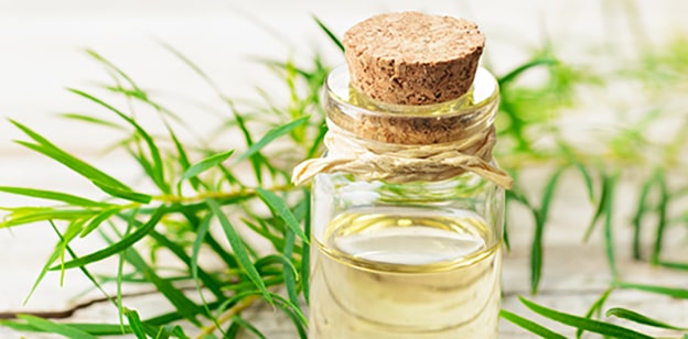 3. Çay Ağacı Yağı
Çay ağacı yağı, antiviral, antibakteriyel ve antienflamatuvar özellikleriyle sinüzit semptomlarını yatıştırmada güçlü bir yardımcıdır. Tıkanıklığı giderir ve solunum yollarını açarak rahat nefes almanızı sağlar. Yağı, tatlı badem yağı veya zeytinyağı ile seyreltin ve burun altına, şakaklara veya sinüs bölgelerine hafifçe masaj yaparak uygulayın. Günde 1-2 kez bu yöntemi kullanarak sinüslerinizi temizleyebilirsiniz. Ancak, çay ağacı yağını doğrudan cilde uygulamadan önce mutlaka seyreltmeyi unutmayın.