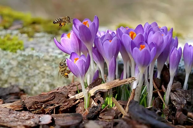 Çiğdem
Çiğdem (Crocus spp.), mor, sarı ve beyaz tonlarıyla ilkbahar ve sonbaharda Türkiye’nin pek çok bölgesinde görülen bir çiçek. Özellikle Toroslar ve Karadeniz’de yaygın. Ancak, tarım arazilerinin genişlemesi, aşırı otlatma ve çiçek soğanlarının ihracatı, çiğdem türlerinin neslini tehdit ediyor. Bazı türleri, Bern Sözleşmesi ile koruma altında. Çiğdemlerin kurtuluşu, doğal yaşam alanlarının korunması ve yasa dışı toplanmanın önüne geçilmesiyle mümkün. Bu renkli manzaranın kaybolmaması için acil önlem şart.