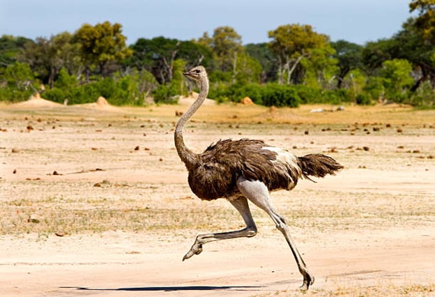 Deve Kuşu
Afrika kökenli deve kuşları, uçamayan kuşlar arasında en büyük olanıdır. 63 ila 130 kg ağırlığa ve 2,75 metreye kadar boya sahip olabilirler. Uçma yetenekleri olmasa da saatte 97 km hıza ulaşabilen bu kuşlar, yarım saat boyunca durmaksızın koşabilir. Kuşlar arasında en büyük yumurtaya sahip olan deve kuşlarının kanat açıklığı 3 metreyi bulur. Bu kanatlar uçmak için değil, denge ve serinleme için kullanılır.