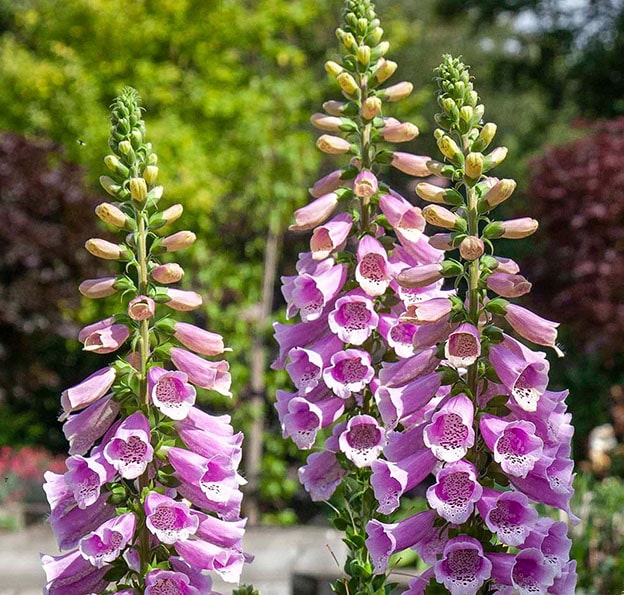 Digitalis Purpurea (Yüksük Otu)
Mor çiçekleriyle dikkat çeken bu bitki, kalp ritmini etkileyen toksinler içerir. Yutulması halinde mide bulantısı, kusma, bilinç kaybı ve ritim bozukluğu gibi ciddi sorunlara yol açabilir. Doğa yürüyüşlerinde dikkatle yaklaşılmalıdır.