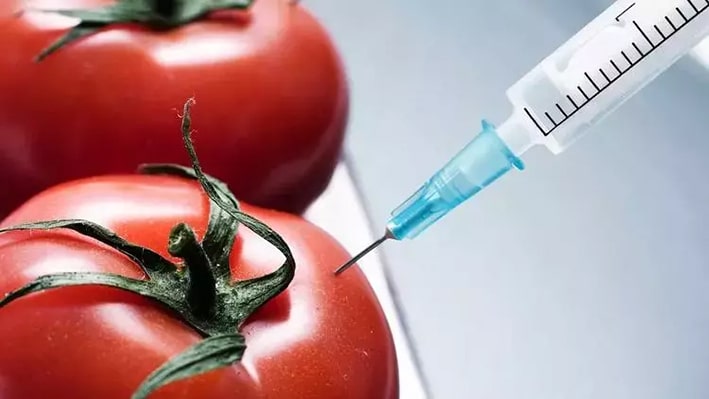 GDO’lu Gıdalar

Genetiği değiştirilmiş gıdalar, kanser ve organ hasarıyla ilişkilendirilir. Organik ve GDO’suz ürünler tercih edilmelidir.