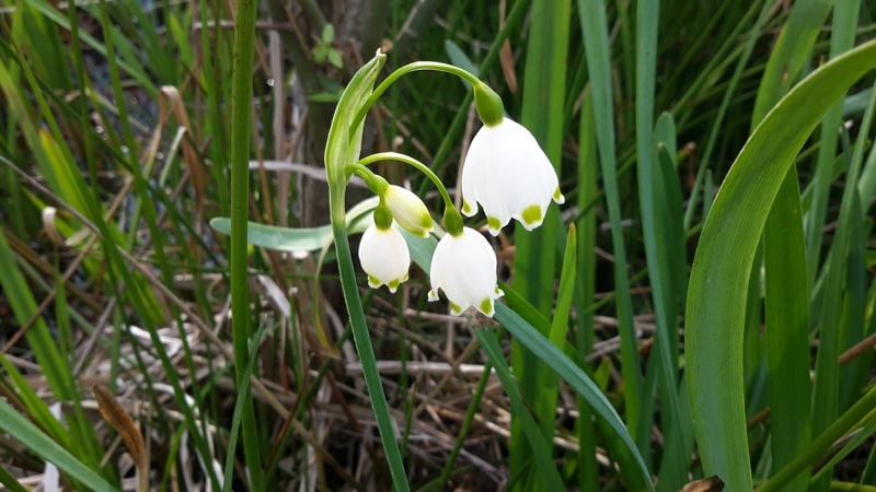 Gül Soğanı
Gül Soğanı (Galanthus nivalis), kardelen olarak da bilinen, zarif beyaz çiçekleriyle tanınır. Türkiye’nin kuzeybatı bölgelerinde, nemli ormanlık alanlarda yetişir. Alzheimer hastalığının tedavisinde kullanılan galantamin maddesi içermesi, onu tıbbi açıdan değerli kılıyor. Ancak, aşırı toplama ve habitat kaybı nedeniyle nesli tehlike altında. Bern Sözleşmesi ile koruma altına alınan bu çiçek, doğadan toplanması yasaklanmış durumda. Gül Soğanı’nı korumak için bilinçli toplama ve habitat restorasyonu şart.