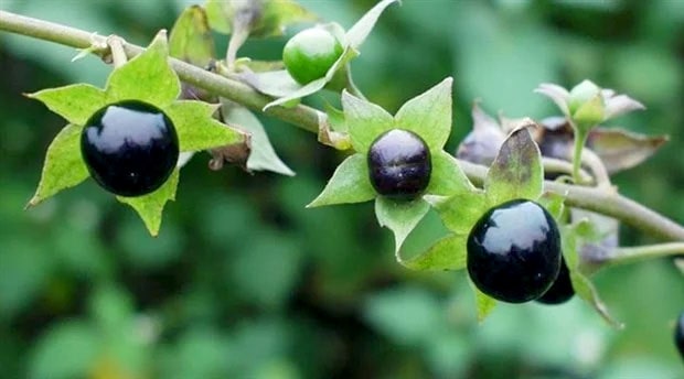 Güzelavrat Otu (Atropa Belladonna)
Parlak siyah meyveleri ve yapraklarıyla dikkat çeken bu bitki, ölümcül derecede zehirlidir. İçerdiği alkaloidler, merkezi sinir sistemini etkileyerek baş ağrısı, ağız kuruluğu, dehidrasyon ve sayıklama gibi semptomlara yol açar. Özellikle çocuklar için tehlikelidir ve doğada karşılaşıldığında uzak durulmalıdır.