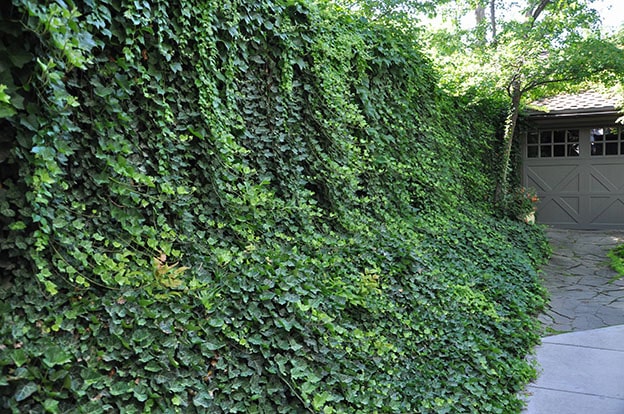 Hedera Helix (Duvar Sarmaşığı)
Estetik tırmanıcı yapısıyla bilinen bu bitki, cilt temasında kaşıntı ve kızarıklığa, yutulduğunda ise alerjik reaksiyonlara yol açabilir. Çocuklar ve hassas ciltli bireyler için risklidir.