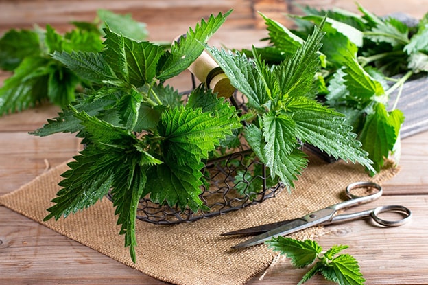 5. Isırgan Otu
Isırgan otu, doğru şekilde kullanıldığında kan dolaşımını düzenleyerek hücre yenilenmesini teşvik eder. Anti-inflamatuar etkileri sayesinde eklem ağrılarında rahatlama sağlar. Ayrıca idrar söktürücü etkisiyle vücuttan toksinlerin atılmasına yardımcı olur ve böbrek sağlığını destekler.