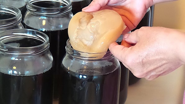 Kombu Mantarı Nedir?

Kombu mantarı, mantar olarak adlandırılsa da aslında bir mantar türü değildir. Simbiyotik bir kültür olan SCOBY, bakteri ve maya kolonilerinden oluşur. Jelatinimsi, disk şeklinde bir yapıya sahip olan bu canlı organizma, çay ve şeker solüsyonunda fermente edilerek büyür. Fermantasyon sürecinde B vitaminleri, probiyotikler, asetik asit, glukonik asit ve çeşitli enzimler üretir. Pastörize edilmediği için yaşayan bir organizma olan kombu mantarı, sağlık üzerindeki olumlu etkileriyle alternatif tıpta sıkça tercih edilir.