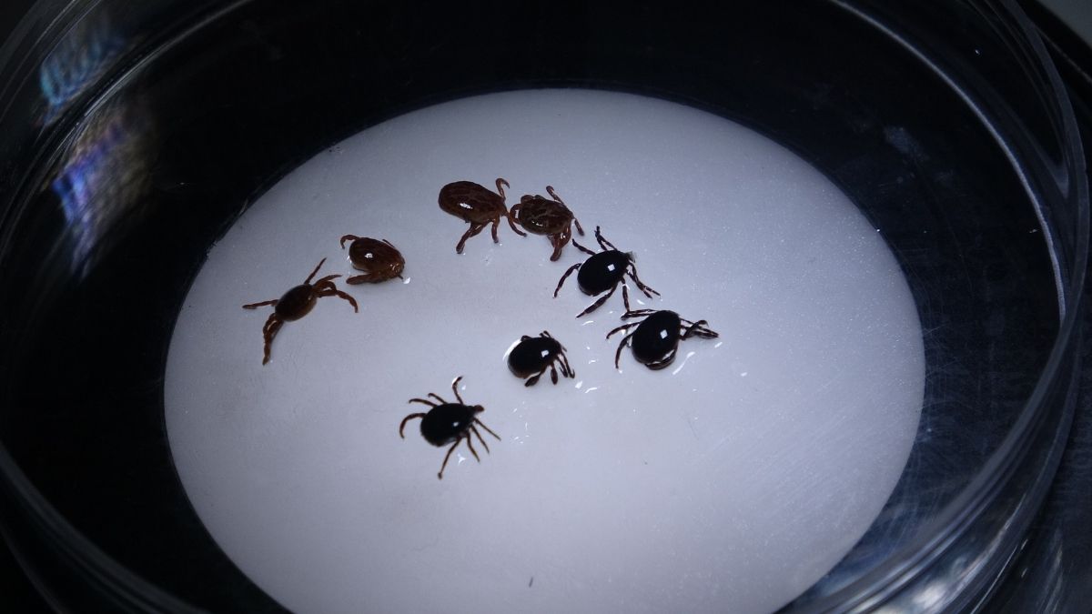 Komşuda Tehlike Büyüyor! 1 Kişi Öldü, 8 Kişi Hastaneye Kaldırıldı (2)