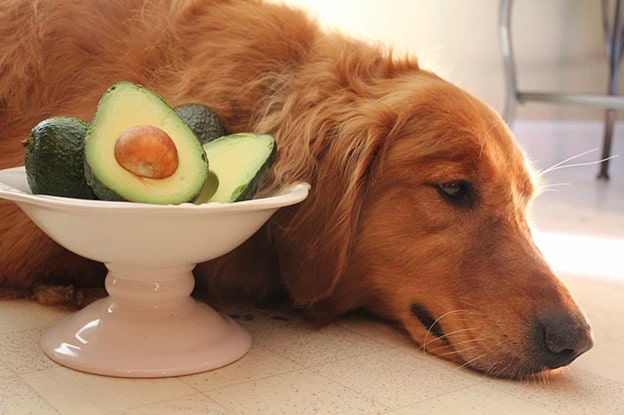 7. Avokado
Avokado, persin adı verilen bir madde içerir ve bu madde köpeklerde mide krampları, solunum sorunları ve gastrointestinal problemlere yol açabilir. Ayrıca, avokadonun kaygan çekirdeği yutulursa boğulma riski yaratır.
