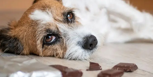 1. Çikolata
Çikolata, köpekler için son derece zararlıdır. İçerdiği teobromin ve kafein gibi metilksantin maddeleri, kusma, ishal, kas ağrıları, düzensiz kalp atışı, yüksek ateş ve hatta ölüm gibi ciddi sorunlara neden olabilir. Bitter çikolata, sütlü çikolataya göre daha toksiktir, bu nedenle köpeğinizi çikolatadan tamamen uzak tutun.