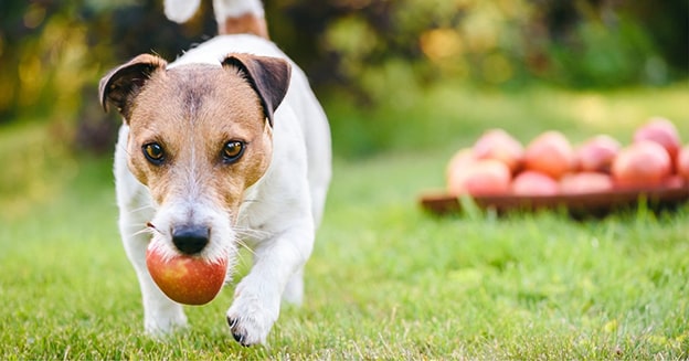 8. Elma Çekirdekleri
Elma çekirdekleri, az miktarda siyanür içerir ve köpeklerde solunum zorluğu, baş dönmesi, bayılma, şok veya koma gibi ciddi belirtilere neden olabilir. Elma verirken çekirdeklerini ve çekirdek çevresini mutlaka temizleyin.