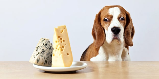 2. Peynir
Peynir, yüksek yağ ve laktoz içeriğiyle köpeklerin sindirim sistemini zorlar. Köpekler genellikle laktozu sindiremez, bu da kusma, ishal ve dehidrasyona yol açabilir. Peynir gibi süt ürünlerini paylaşmak cazip gelse de, köpeğinizin sağlığı için bu alışkanlıktan vazgeçin.