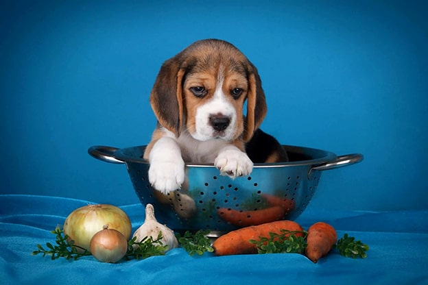 5. Sarımsak
Soğanla aynı aileden olan sarımsak, köpekler için soğandan daha toksiktir. Güçlü toksik bileşenleri, kan dolaşımını bozabilir, idrar rengini turuncuya veya kırmızıya çevirebilir ve ileri durumlarda ölüme yol açabilir.