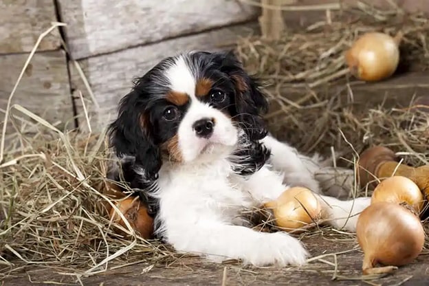 4. Soğan
Soğan, köpekler için toksik olan bileşenler içerir. Alyuvarların zarar görmesine yol açarak kansızlığa neden olabilir. Bu durum, ciddi vakalarda kan nakli gerektirecek kadar tehlikeli olabilir. Soğan içeren yemek artıklarını köpeğinizle paylaşmaktan kaçının.