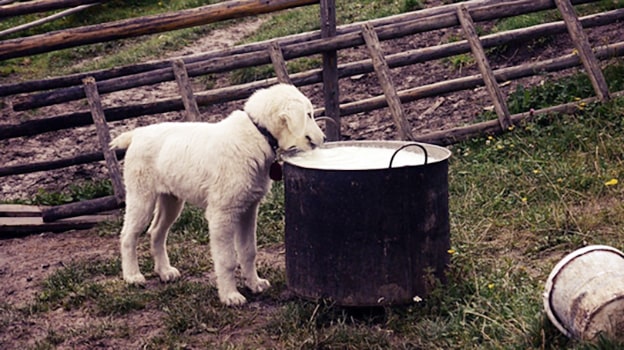 3. İnek Sütü
Yavru köpekler annelerinin sütünü içse de, büyüdüklerinde inek sütü onlar için uygun değildir. Süt, laktoz ve yüksek yağ içeriğiyle sindirim sorunlarına, ishale ve bakteriyel enfeksiyonlara neden olabilir.