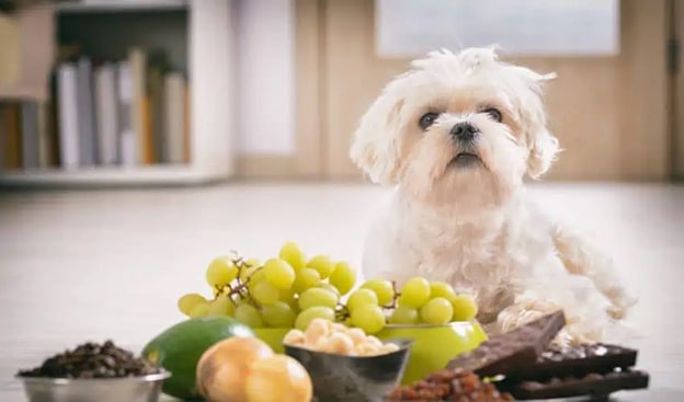 6. Üzüm
Üzüm ve kuru üzüm, köpeklerde böbrek yetmezliğine yol açabilen toksin içerir. Küçük miktarlar bile dehidrasyon ve ciddi sağlık sorunlarına neden olabilir. Üzüm, masum bir atıştırmalık gibi görünse de köpeğiniz için ölümcül olabilir.