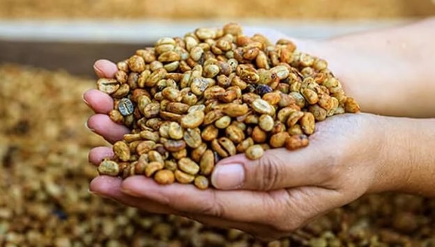 Kopi Luwak Kahvesi
Kopi Luwak, kahve çeşitleri arasında en az üretilen ve en özel olanlardan biridir. Endonezya’nın Sumatra Adası ve çevresinde yaşayan palmiye Misk kedilerinin yediği kahve çekirdekleri, midedeki enzimlerle fermente olur ve dışkıyla atılır. Dezenfekte edilip güneş ışığında kurutulan ve hafif kavrulan bu çekirdekler, eşsiz bir aroma sunar. Araştırmalar, bu kahvenin düşük bakteri içeriğiyle öne çıktığını ve Misk kedilerinin yabani hayattan uzak beslendiğinde daha kaliteli çekirdekler ürettiğini gösteriyor.