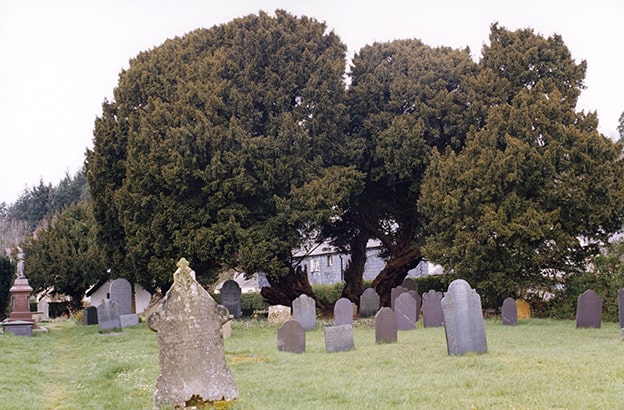 Llangernyw Yew
Galler’deki Llangernyw köyünde bulunan Llangernyw Yew (Taxus baccata), 4.000 yılı aşkın yaşıyla Avrupa’nın en yaşlı ağaçlarından. Bu porsuk ağacı, kilise bahçesinde yer alıyor ve Bronz Çağ’dan bu yana sayısız tarihi olaya şahitlik etmiş. Kalın gövdesi ve dallarının etkileyici yayılımı, onu görsel bir şölene dönüştürüyor. Koruma altına alınan bu ağaç, kültürel ve manevi değeriyle de köyün sembolü haline gelmiş.