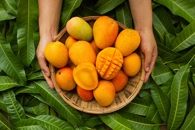 Mango
Meyve salatalarının ve smoothies’lerin yıldızı mango, tatlılığıyla gönülleri fetheder. Ancak bu masum görünen meyve, kalori açısından şaşırtıcı derecede zengin. Bir adet mango yaklaşık 200 kalori içeriyor. Bu, beş adet bisküviye denk. Tropikal lezzetine kapılıp fazla tüketmek, diyet planınızı sekteye uğratabilir. Mangoyu dengeli bir şekilde diyetinize eklemek, keyfini çıkarırken kaloriyi kontrol altında tutar.