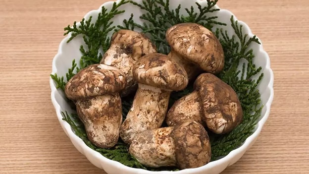 Matsutake Mantarı
Matsutake mantarı, Japonya, Kore ve dünyanın çeşitli bölgelerinde yetişse de, Kuzeybatı Pasifik’te yetişenleri lezzet ve besin değeriyle daha çok talep görür. Çam ağaçlarında büyüyen bu mantar, baharatlı çam ve tarçın aromasıyla damaklarda iz bırakır. Yüksek fiyatıyla bilinen Matsutake, hem nadir bulunması hem de eşsiz tadıyla gurme mutfakların vazgeçilmezlerinden biridir.