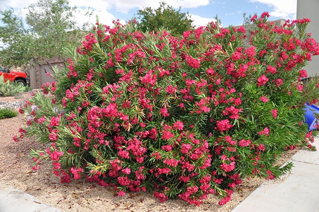 Oleander (Nerium Oleander)
Akdeniz ikliminde yaygın olan bu süs bitkisi, yatay sürgünleri ve renkli çiçekleriyle bahçeleri süsler. Ancak tüm kısımları toksiktir. Yaprakları veya çiçekleri yutulduğunda mide bulantısı, nefes darlığı ve kalp ritim bozukluğu gibi ciddi belirtilere neden olabilir. Çocukların erişemeyeceği yerlerde bulundurulmalı ve temastan kaçınılmalıdır.