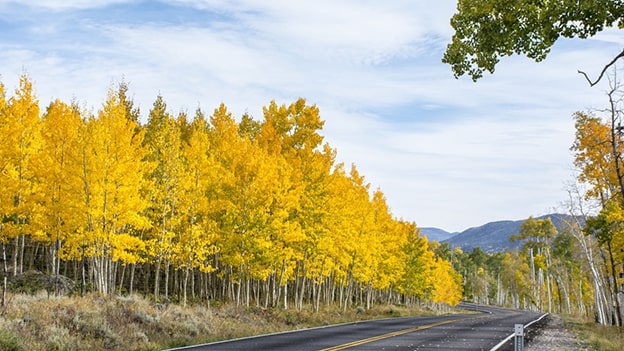 Pando
Utah, ABD’de bulunan Pando (Populus tremuloides), bir Quaking Aspen kolonisi ve dünyanın en yaşlı “canlı organizması” olarak kabul ediliyor. Yaklaşık 80.000 yaşında olan bu ağaç sistemi, genetik olarak özdeş 47.000 gövdeden oluşan bir klon kolonisidir. Kök sistemi aracılığıyla kendini yenileyen Pando, bu özelliğiyle binlerce yıl hayatta kalmayı başarmış. Ancak, iklim değişikliği ve aşırı otlatma, bu eşsiz ekosistemi tehdit ediyor.