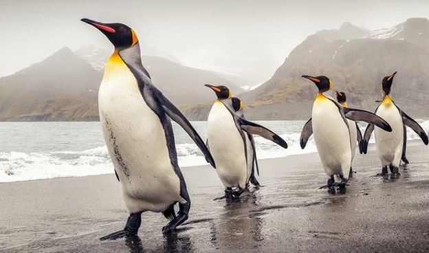 Penguen
Galapagos Adaları, Antarktika, Yeni Zelanda, Avustralya ve Güney Afrika gibi bölgelerde yaşayan penguenler, kuş olmalarına rağmen zamanlarının çoğunu denizde geçirir. Boyları 30 cm’den 105 cm’ye kadar değişen 18 farklı penguen türü bulunur. En büyük tür olan İmparator penguen, 45 kg ağırlığa ulaşabilir. Kanatları uçmak için uygun olmasa da, su altında yüzgeç gibi hareket ederek hızlı yüzmelerini sağlar. Kalın yağ tabakaları, dondurucu soğuklara karşı koruma sunar ve penguenleri mükemmel birer deniz canlısı yapar.