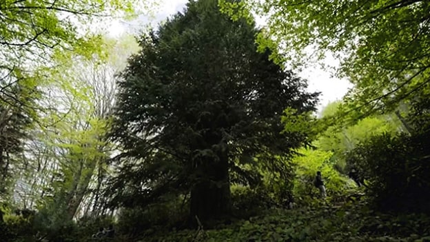 Porsuk Ağacı
Türkiye, uzun ömürlü ağaçlar açısından zengin bir coğrafya. Zonguldak’taki Porsuk Ağacı (Taxus baccata), 4.112 yaşında olduğu tahmin edilen bir doğa harikası. 2016’da keşfedilen bu ağaç, Karadeniz’in yemyeşil ormanlarında kök salmış. Sağlam kök sistemi ve yavaş büyümesi, onu çevresel zorluklara karşı dayanıklı kılıyor. Türkiye’nin en yaşlı ağaçlarından biri olan bu porsuk, doğal mirasımızın korunması gerektiğini hatırlatıyor.