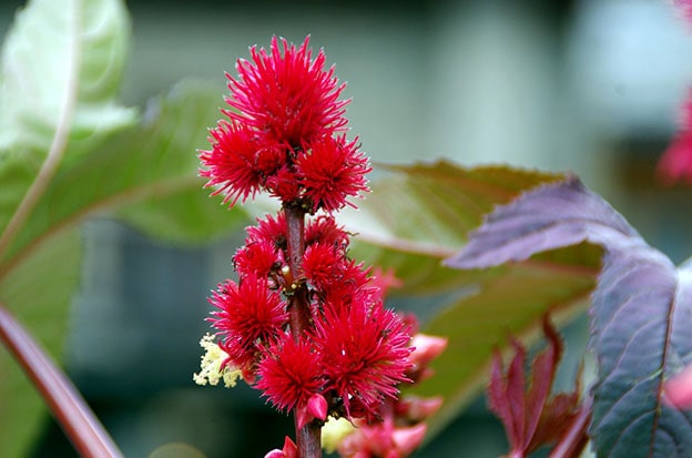 Ricinus Communis (Hint Yağı Bitkisi)
Süs bitkisi olarak kullanılan bu bitkinin tohumları, ricin adlı ölümcül bir zehir içerir. Az miktarda tüketimi bile karın ağrısı, kusma ve organ yetmezliğine neden olabilir. Tohumlarına dokunmaktan kaçınılmalıdır.