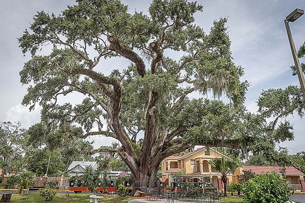 Senatör
Florida’daki Big Tree Park’ta bulunan Senatör (Taxodium distichum), 3.500 yaşında bir selvi ağacı. Kasırgalar, fırtınalar ve çevresel zorluklara rağmen ayakta kalmayı başaran bu ağaç, adını 1920’lerde Senatör M.O. Overstreet’ten almış. 38 metre yüksekliği ve kalın gövdesiyle etkileyici bir görünüme sahip. Ne yazık ki, 2012’de bir yangında zarar gören Senatör’ün anısı, klonlama çalışmalarıyla yaşatılmaya çalışılıyor.