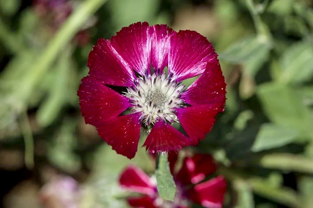 Sevgi Çiçeği
Sevgi Çiçeği (Centaurea tchihatcheffii), dünyada sadece Ankara Gölbaşı’ndaki Mogan Gölü çevresinde yetişen endemik bir tür. “Yanardöner” veya “gelin düğmesi” olarak da bilinen bu kırmızı-mor çiçek, ışığa göre renk değiştiren yapısıyla büyüleyici. Ancak, tarım, yapılaşma ve aşırı toplama nedeniyle nesli kritik derecede tehlike altında. Bern Sözleşmesi ile korunan Sevgi Çiçeği için Gölbaşı’nda özel koruma alanları oluşturuldu. Yerel yönetimler ve doğa severlerin çabaları, bu çiçeğin geleceği için umut vadediyor.