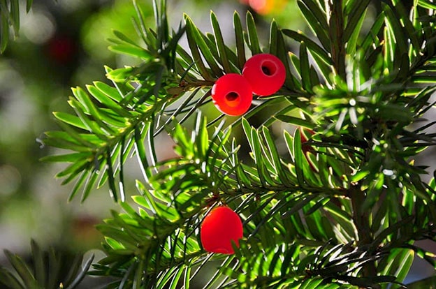 Taxus Baccata (Yew Ağacı)
Koyu yeşil yaprakları ve kırmızımsı tohumlarıyla tanınan bu ağaç, son derece zehirlidir. Tohumları ve yaprakları yutulduğunda ani kalp durması gibi hayati riskler yaratabilir. Parklarda ve bahçelerde sıkça bulunur; çocuklar ve evcil hayvanlar için özel önlem alınmalıdır.