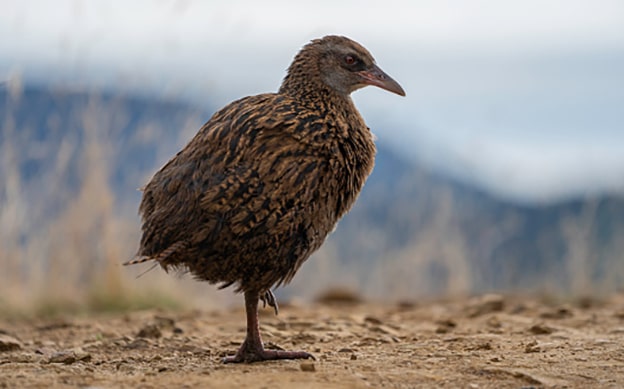 Weka Kuşu
Yeni Zelanda’da yaşayan weka kuşları, bir tavuk büyüklüğünde ve uçamayan bir türdür. Kızıla çalan kahverengi gagaları yaklaşık 5 cm uzunluğundadır. Dişi ve erkek wekalar, kuluçka görevini nöbetleşe üstlenir. Sivri kuyruklarını yavru köpekler gibi sürekli sallayan bu kuşlar, güçlü bacakları sayesinde çevik hareket eder ve doğada kolayca hayatta kalır.