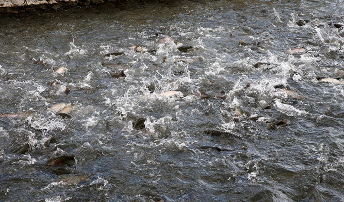Alabalık 3