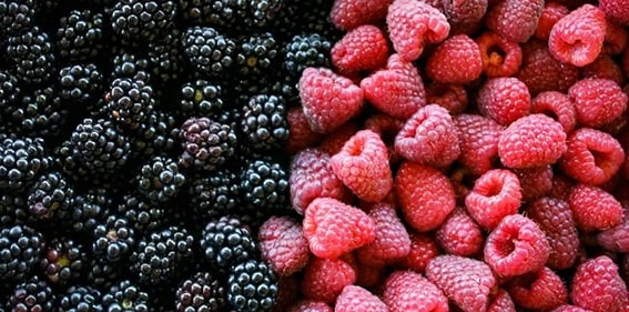 Böğürtlen
Çilek, yaban mersini, ahududu ve böğürtlen gibi berry türleri, cilt sağlığı için gerçek birer hazine. Antosiyaninler gibi güçlü antioksidanlar içeren bu meyveler, yaşlanma ve cilt hasarına neden olan serbest radikallerle savaşır. Yüksek lif içerikleri sayesinde sindirim sistemini düzenler, bu da daha az sivilce, daha az şişkinlik ve daha fazla ışıltı anlamına gelir. C vitamini bakımından zengin olan bu meyveler, kolajen üretimini destekleyerek cildi sıkılaştırır.