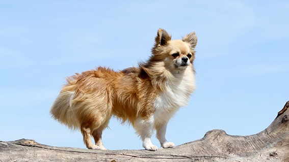 Chihuahua
Chihuahua’lar, dünyanın en küçük köpek cinslerinden biri olarak bilinir ve ağırlıkları genellikle 1-3 kg arasındadır. Bu minik dostlar, küçük bedenlerine sığdırdıkları büyük cesaretleriyle tanınır. Sahiplerine son derece bağlıdırlar ve onlarla vakit geçirmekten büyük keyif alırlar. Az egzersiz ihtiyaçları ve küçük boyutları, onları apartman yaşamı için ideal kılar.