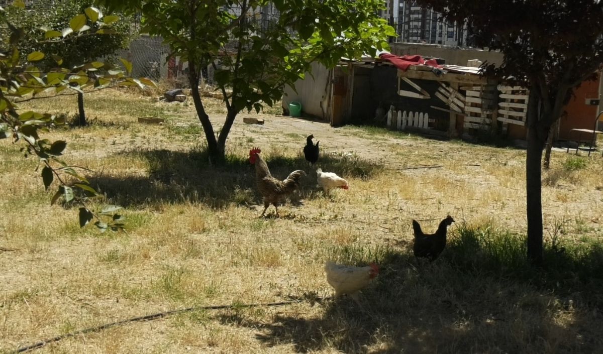 Doğaya Dönüş Celal Bayar Lisesi (3)